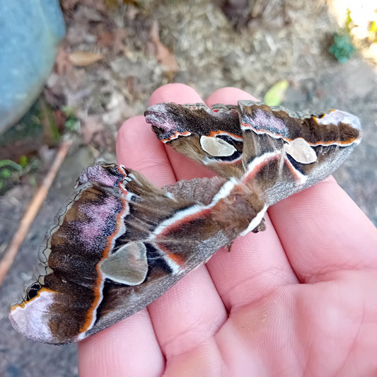 Rothschildia lebeau (inca)