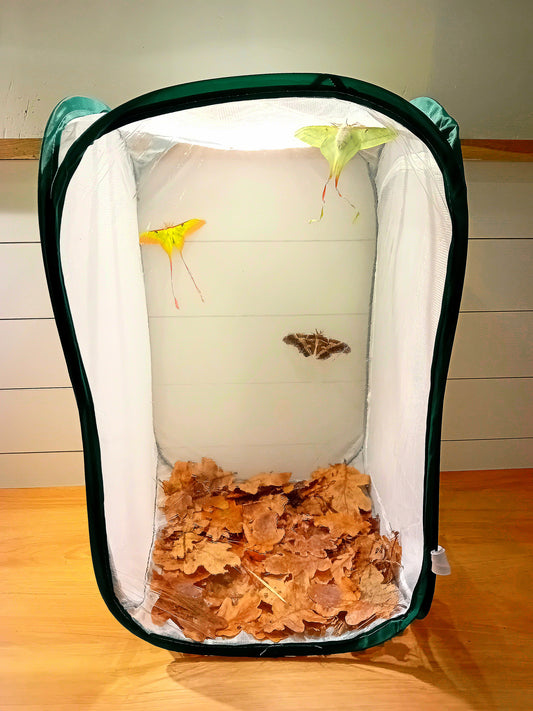 Schmetterlings-Schlüpfset mit Puppen und Netzkäfig