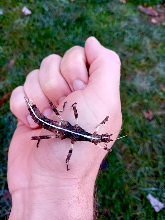 Unerwartete Stabschrecke (Sungaya inexpectata)