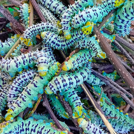 BLUEFEET-Götterbaumspinner (Samia ricini)
