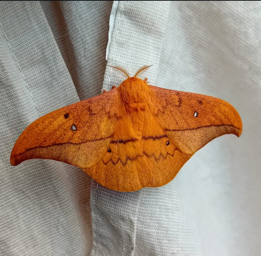 Goldfadenspinner (Cricula jordani/trifenestrata)