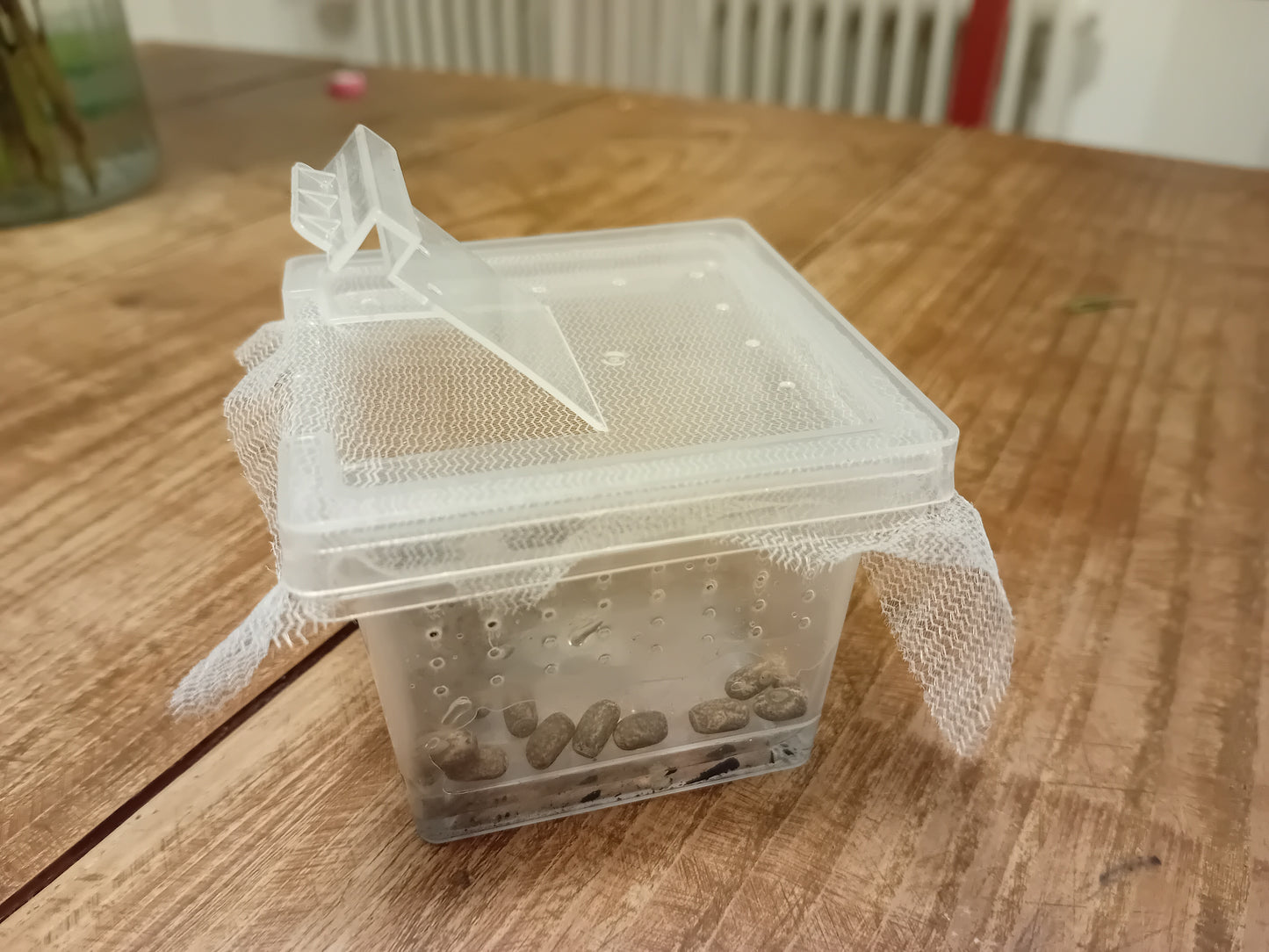 Starterset (Gespenstschrecken) mit/ohne Eiern