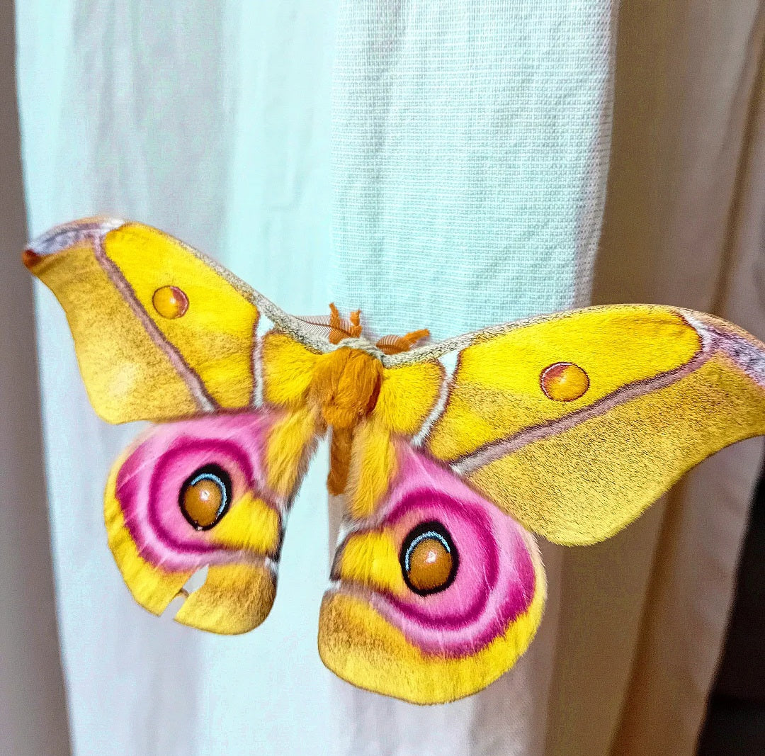 Bullenauge (Antherina suraka)
