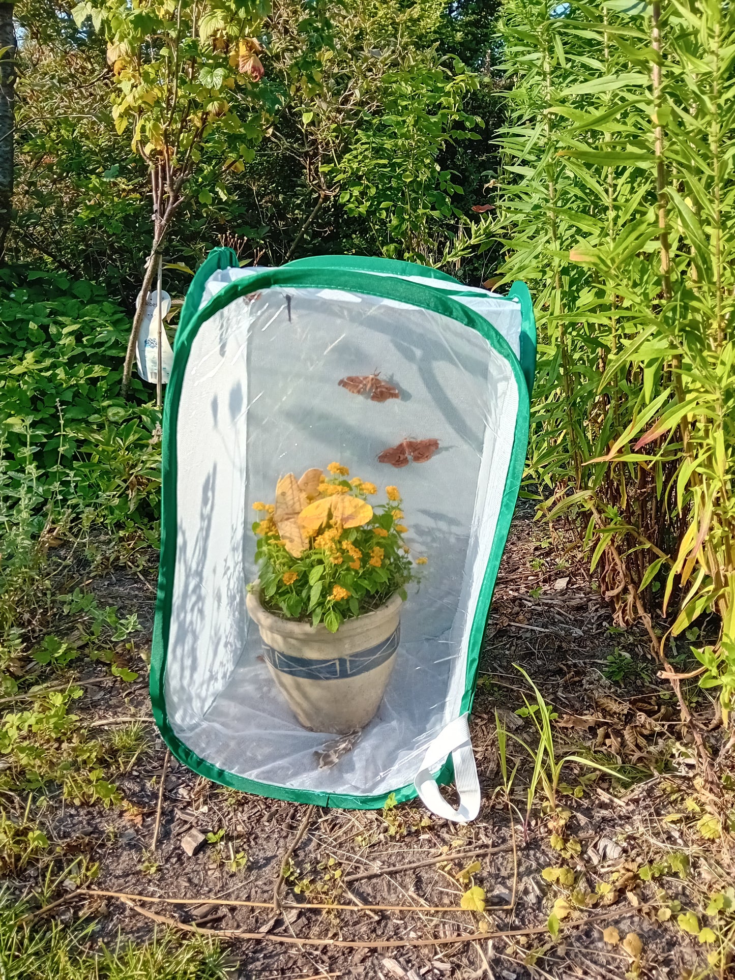 Netzkäfig für Schmetterlinge und Raupen