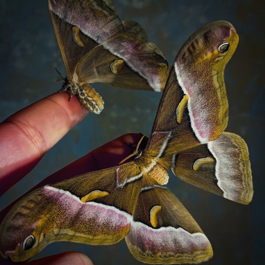 Rosa Luzon-Seidenspinner (Samia luzonica)