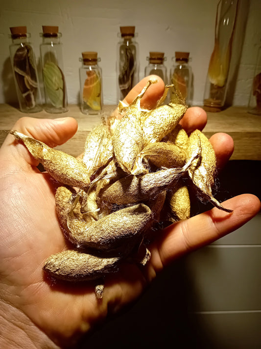 Rothschildia lebeau (inca)