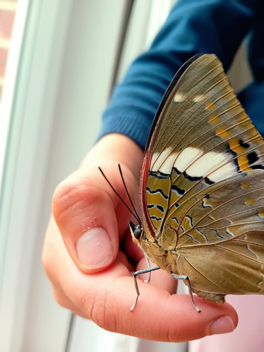 Afrikanischer Kaiserfalter (Charaxes cithaeron/candiope)