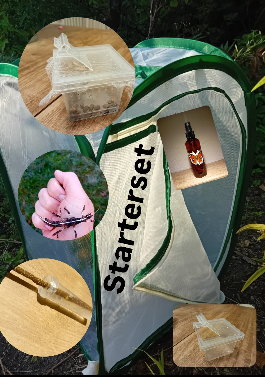 Starterset (Gespenstschrecken) mit/ohne Eiern