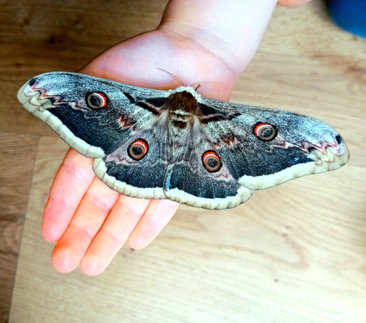 Wiener Nachtpfauenauge (Saturnia pyri)