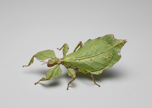 Wandelndes Blatt (Phyllium philippinicum)