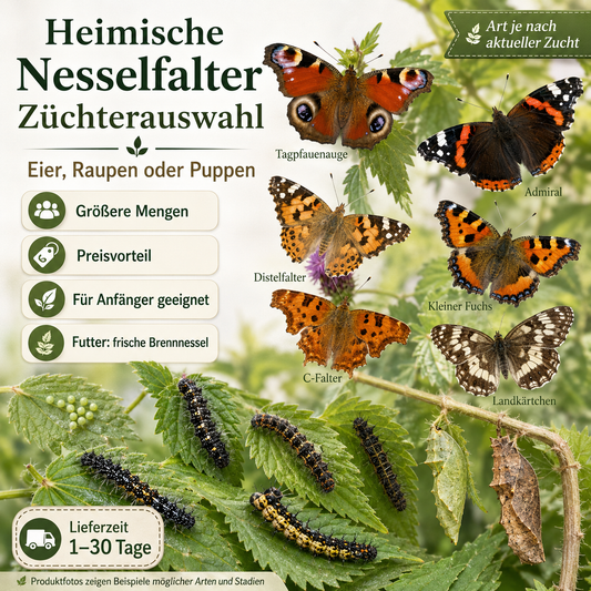 Zufällige Art (heimisch/Nesselfalter)
